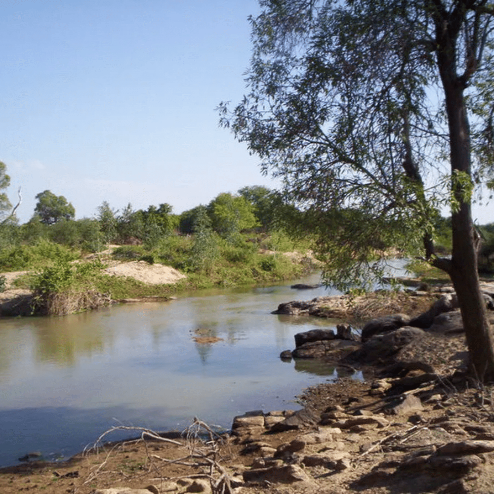 pernambuco_pernambuco_3