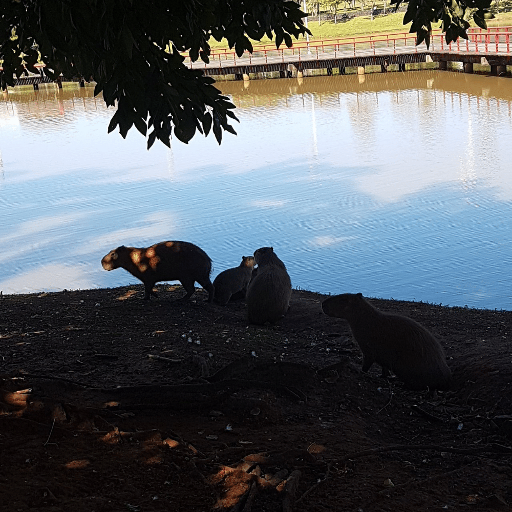 sao_jose_do_rio_preto_sao_paulo_1